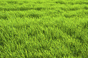 Image showing Beautiful green grass texture