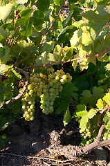 Image showing Grape harvest on Santorini