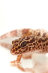 Image showing Young leopard gecko isolated on white