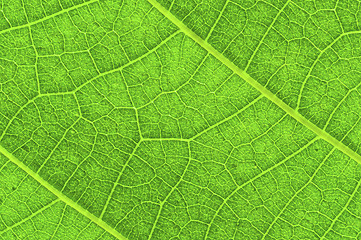 Image showing Green leaf texture with veins