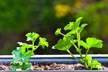 Image showing Fresh green plant in pot