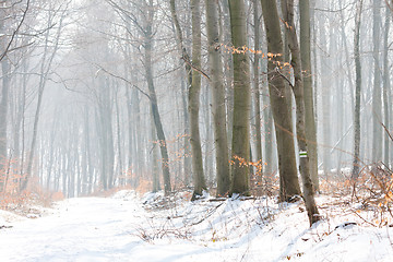 Image showing Winter Landscape of a forest in fog