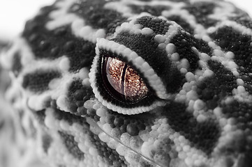 Image showing Gecko close up with selective colors