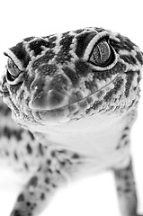 Image showing Gecko close up