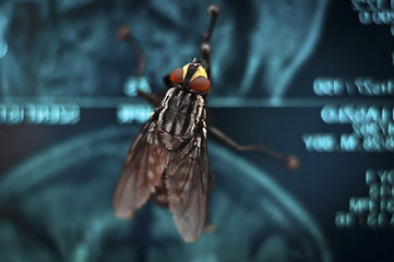 Image showing Big red eyed fly on blue abstract background