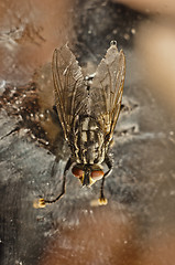 Image showing Nasty fly on abandoned background