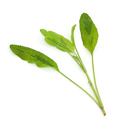 Image showing Sage Herb