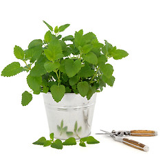 Image showing Lemon Balm Herb with Secateurs