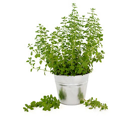Image showing Marjoram  Herb Plant
