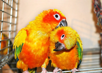 Image showing parrots couple
