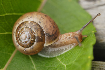 Image showing Small Snail