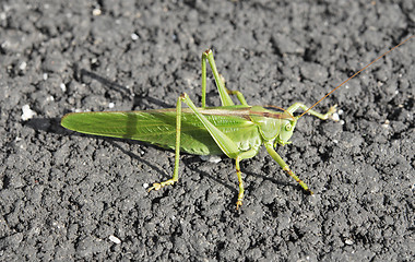 Image showing Giant Green Locust