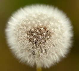 Image showing Dandelion