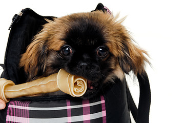 Image showing Puppy eating bone