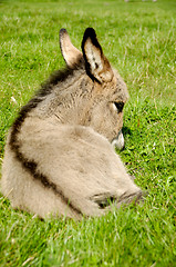 Image showing Donkey foal eating