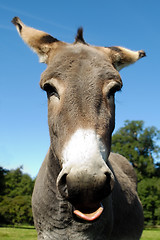 Image showing Donkey shows tongue