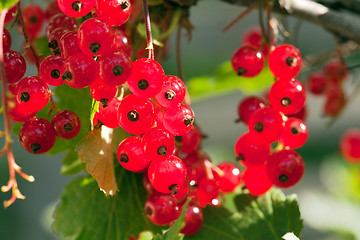 Image showing Ripe red currant