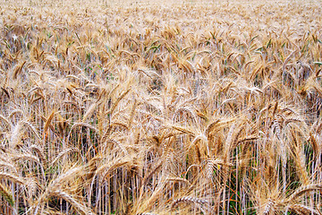 Image showing Fot of arable on which growing rye