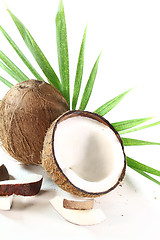 Image showing Coconut