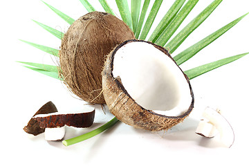 Image showing Coconut