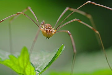 Image showing Harvestman