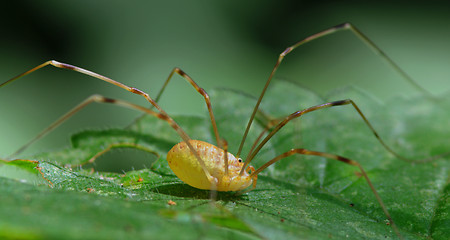 Image showing Harvestman