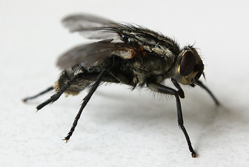 Image showing Fly