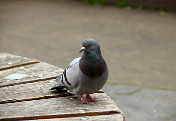 Image showing Pigeon portrait