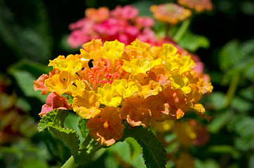 Image showing Lantana Flower