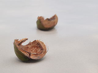Image showing Coconut shells