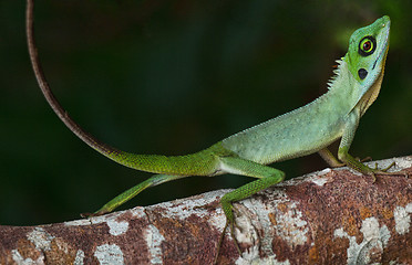 Image showing Small chameleon