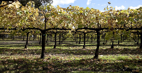 Image showing Grape Vines