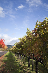 Image showing Vineyard