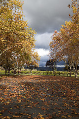 Image showing Autumn Trees