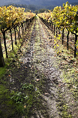 Image showing Vineyard Path