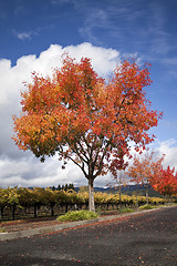 Image showing Autumn Tree