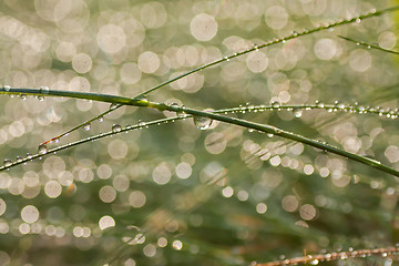 Image showing drops and reflexes