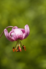 Image showing Turk´s cap lily
