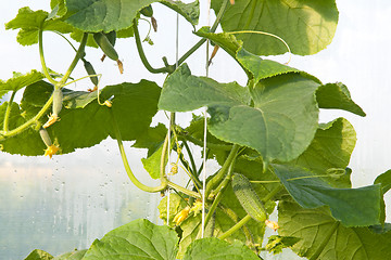 Image showing Cucumbers