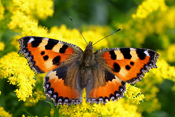 Image showing Small tortoiseshell, Aglais urticae