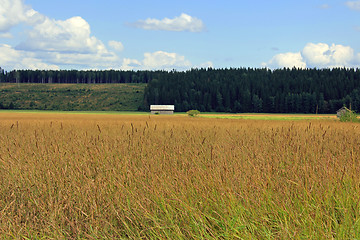 Image showing Field of Timothy grass, Phleum pratense