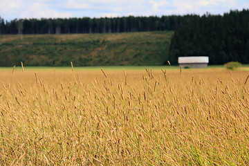 Image showing Field of Timothy grass rural landscape