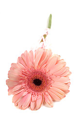 Image showing Pink gerbera