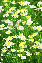 Image showing Green grass with daisy flowers