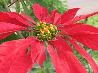 Image showing Poinsettia