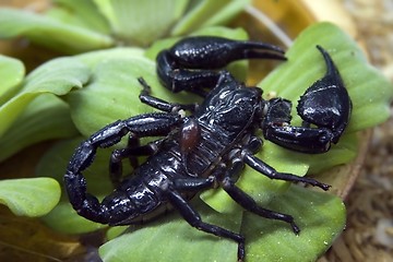 Image showing Scorpion