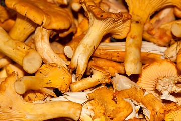 Image showing Chanterelles