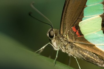 Image showing Butterfly