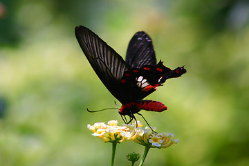 Image showing Butterfly