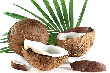 Image showing Coconut